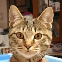 タミヨピコ 会員画像