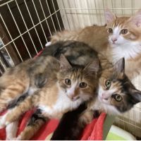 チョビココ 会員画像