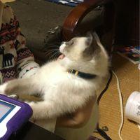 お餅さん 会員画像