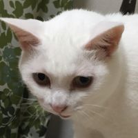 はぎねこさん