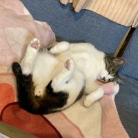 ぴゃんぴこ 会員画像