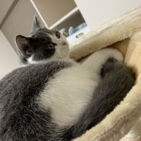 はなたんl 会員画像