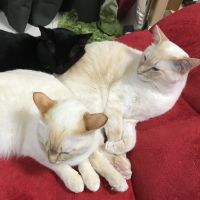 会員画像