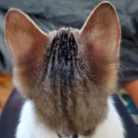 トミネコ 会員画像