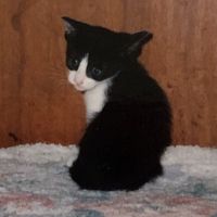 ティピ 会員画像