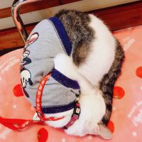 こじえりちゃん 会員画像