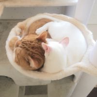 シュネ 会員画像