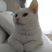 まじぇ¥¥ 会員画像