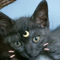 Runa☽ 会員画像