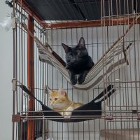 くろねこぷりん 会員画像