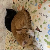 にゃんこひろ 会員画像