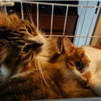 ななららままさん