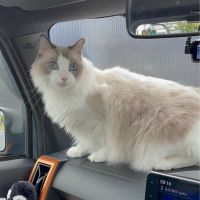 ねこひか 会員画像