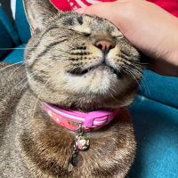 とらのことらこさん