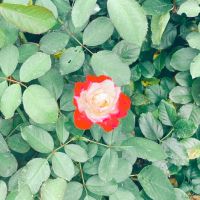 おおうち 会員画像