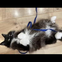 ちんまり猫さん