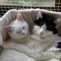 ねことさかさん