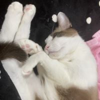 シャルくんさん