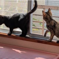 こじちゃろさん