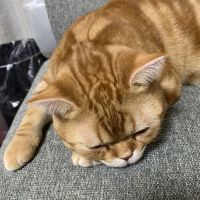 あきチャロさん