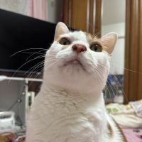 こむことさん