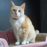 メイプルハニーさん