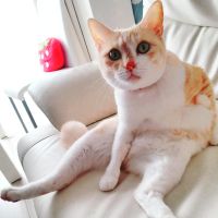メイプルハニーさん