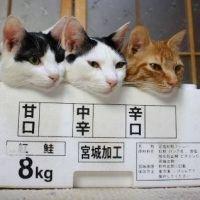 神威蓮 会員画像