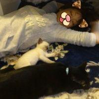 にゃんこ隊 隊長 会員画像