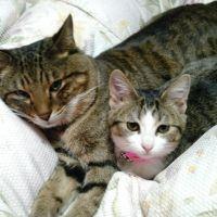 トラヒナミミ 会員画像