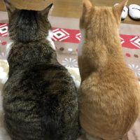 ryochaco 会員画像