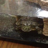 ちょりっ 会員画像