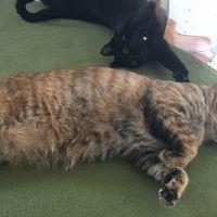 ねこっぺさん