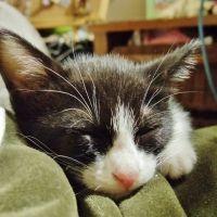 吉田メル 会員画像