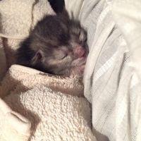 かにちゃんoo 会員画像