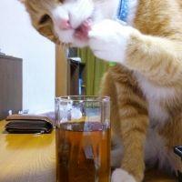 ニッショー 会員画像