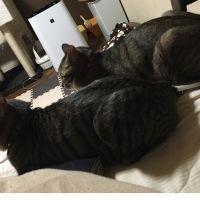 かるぴす。 会員画像