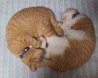 会員画像