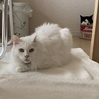 しほくま 会員画像
