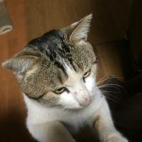 カルカン0821 会員画像