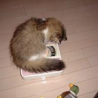 会員画像