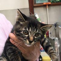いとうS 会員画像