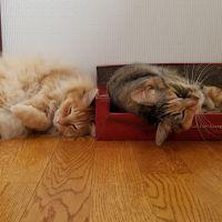 ミケトラ61 会員画像