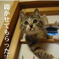福岡県熊本県幼猫子猫募集さん