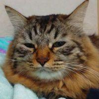 会員画像