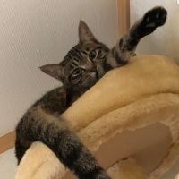 コマチ0601 会員画像