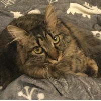シュークさん