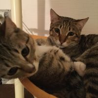 ちゅちぴえ 会員画像