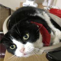 ミソバター 会員画像