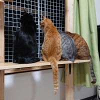 松原犬猫を救う会 会員画像